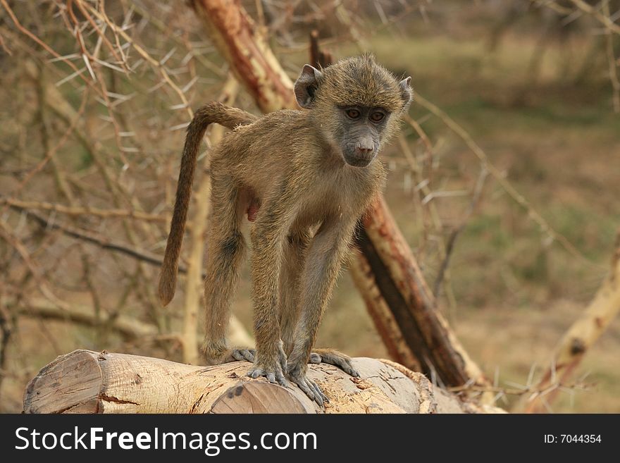 A Monkey sitting on a log in the grass