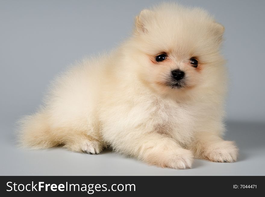 puppy of the spitz-dog