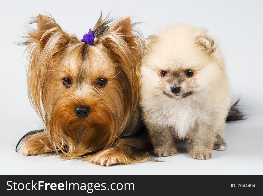 Spitz and terrier in studio