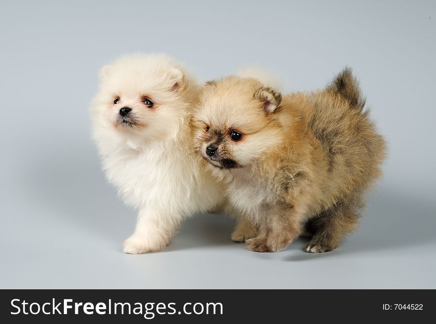 Two puppies of the spitz-dog in studio on a neutral background