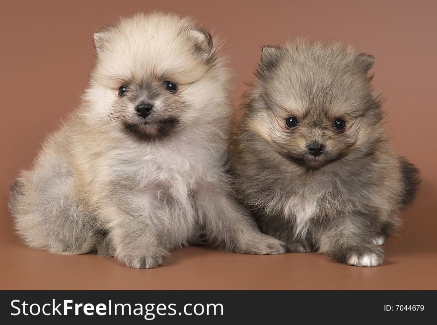 Two puppies of the spitz-dog in studio on a neutral background