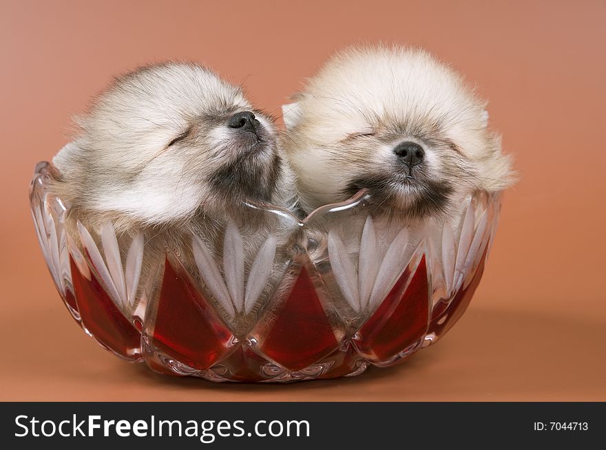 Two puppies of the spitz-dog in studio on a neutral background