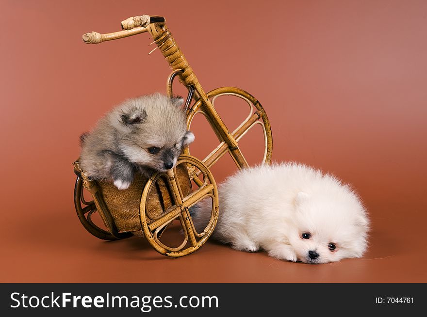 Two puppies of the spitz-dog in studio on a neutral background