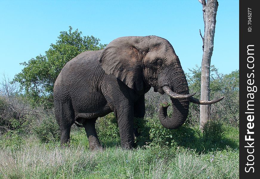 Elephant with huge tusks in the African bush. Elephant with huge tusks in the African bush