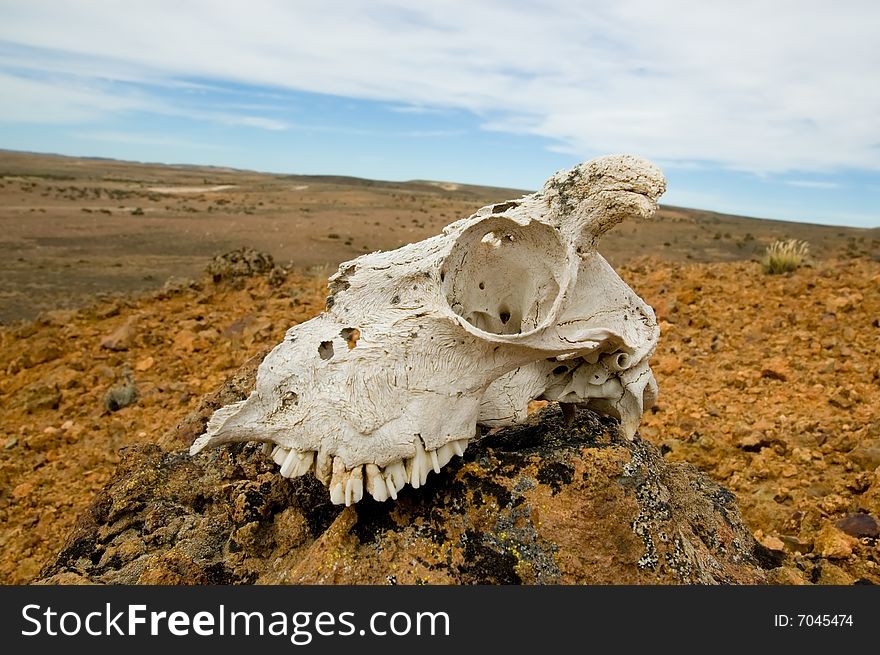 Animal skull in a desert zone in Patagonia, southern Argentina.