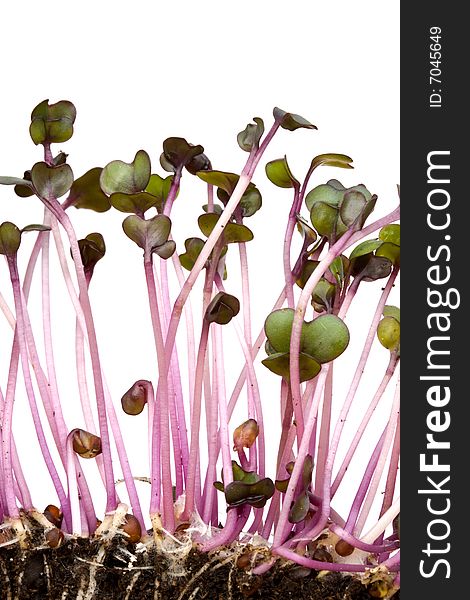 Closeup of a row of red cabbage sprouts