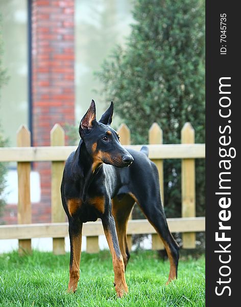 A young doberman dog in the garden