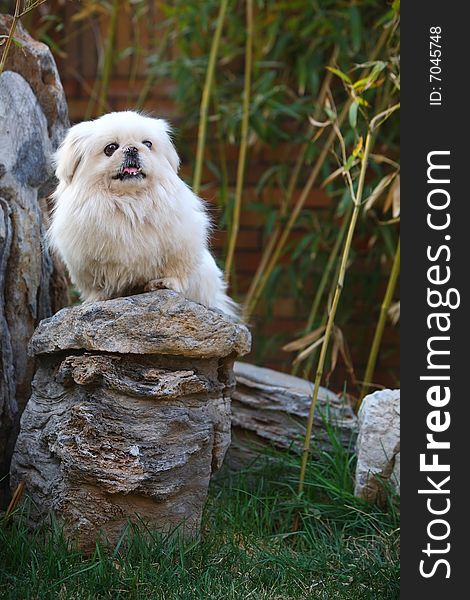 A peking dog in the garden