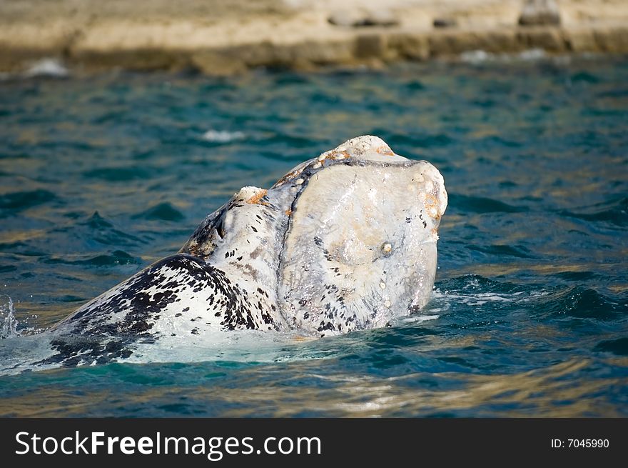 White Right Whale Calf.