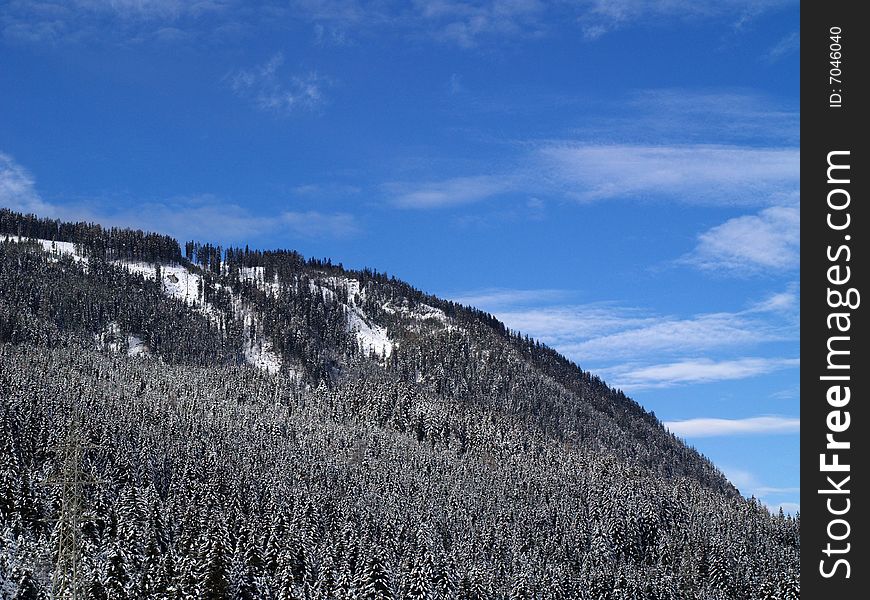 Snowy trees at mountain top