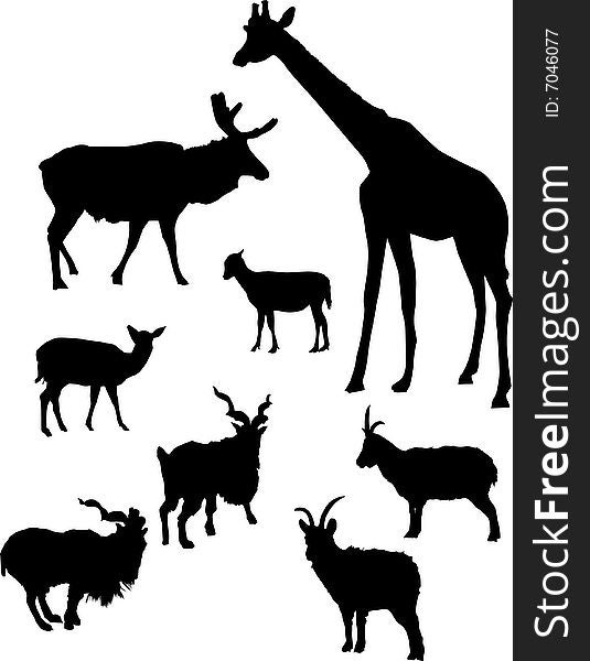 Illustration with different horned animals. Illustration with different horned animals