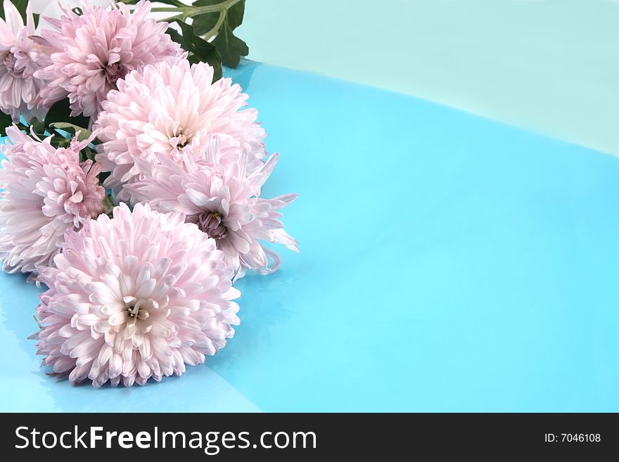 Pink chrysanthemums on a blue background with a place for an inscription.