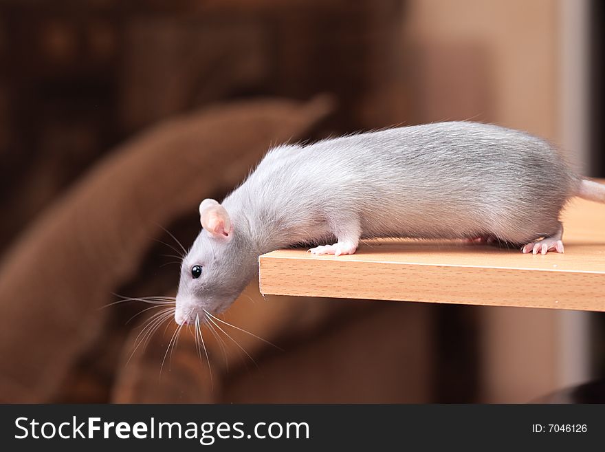 Rat