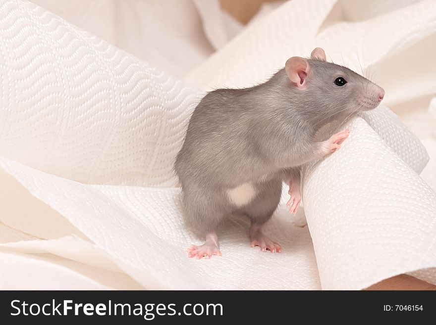 Cute rat on a white napkin