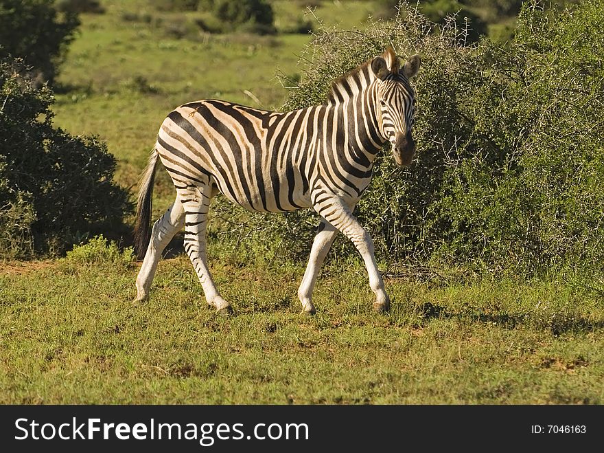 Zebra cover great distances every day. Zebra cover great distances every day