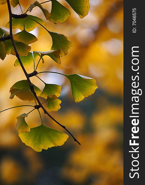 Bright yellow gingko leaves in autumn. Bright yellow gingko leaves in autumn