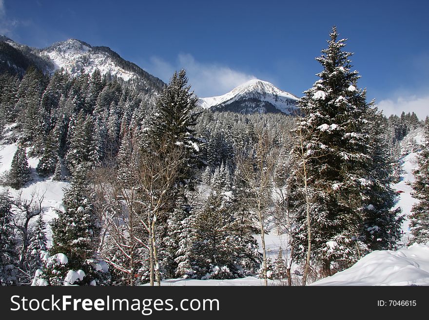 View of pine trees right after a snow storm with deep blue sky's. View of pine trees right after a snow storm with deep blue sky's