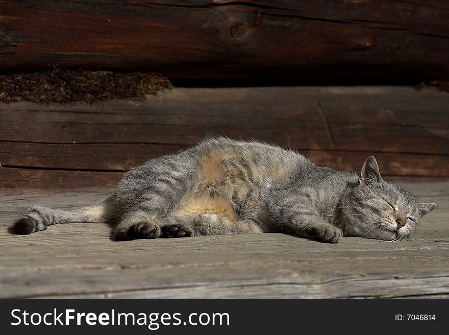Resting gray cat on a wooden background. Resting gray cat on a wooden background