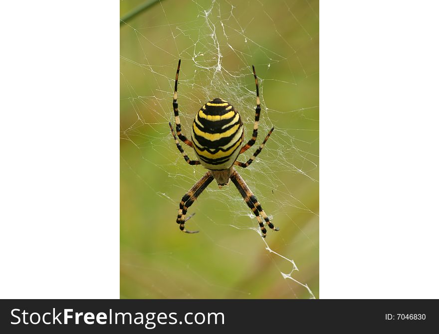 Close-up of a wasp spider (Argiope bruennichi)