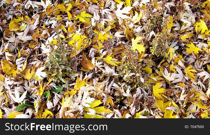 Yellow and Beige Foliage covering some Bushes. Yellow and Beige Foliage covering some Bushes