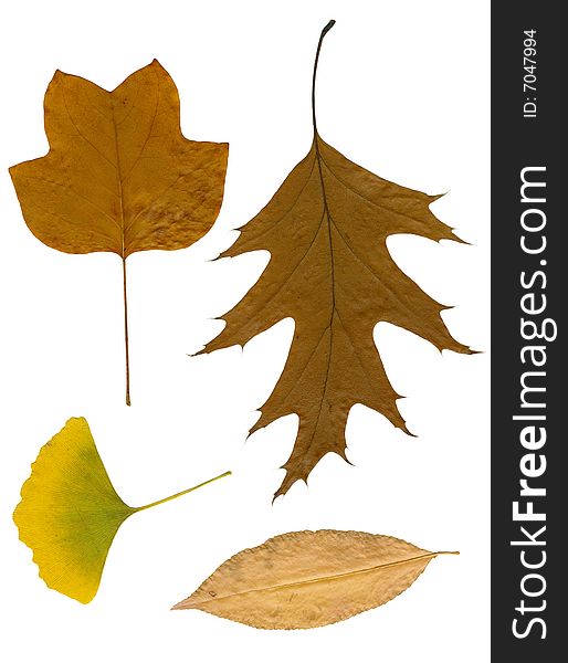 Four autumn leaves dried on white sheet. Four autumn leaves dried on white sheet