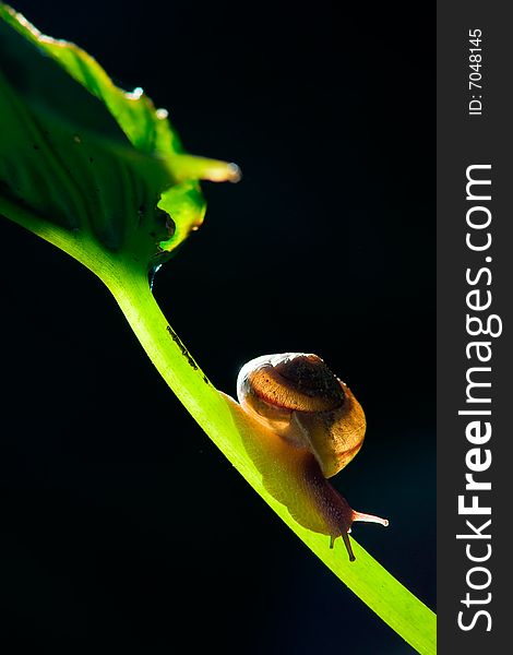 A snail crawling in the leaves, the light coming from the back