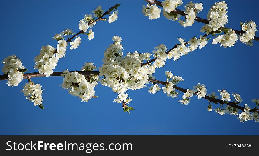 Beautiful white cherry-tree flowers with blue background. Beautiful white cherry-tree flowers with blue background