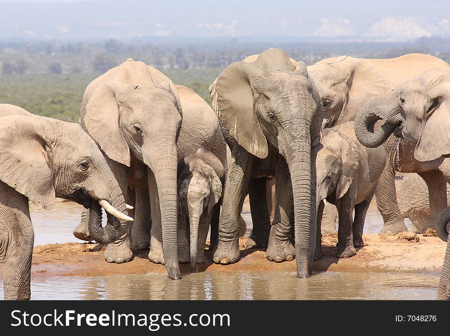These elephants were having a drink near a waterhole. These elephants were having a drink near a waterhole