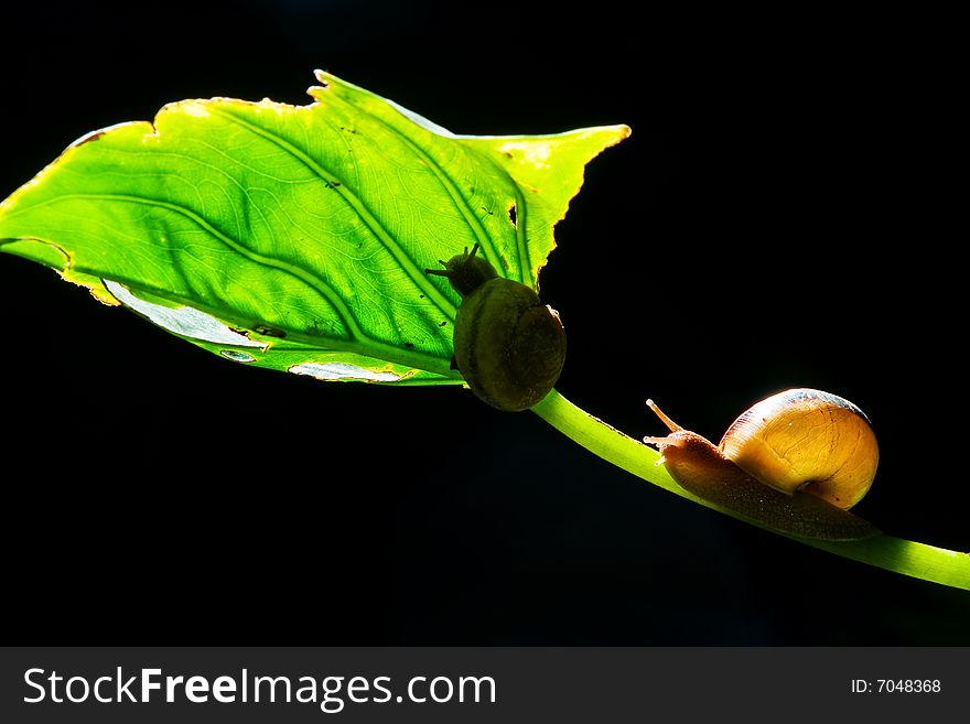 A snail crawling in the leaves, the light coming from the back