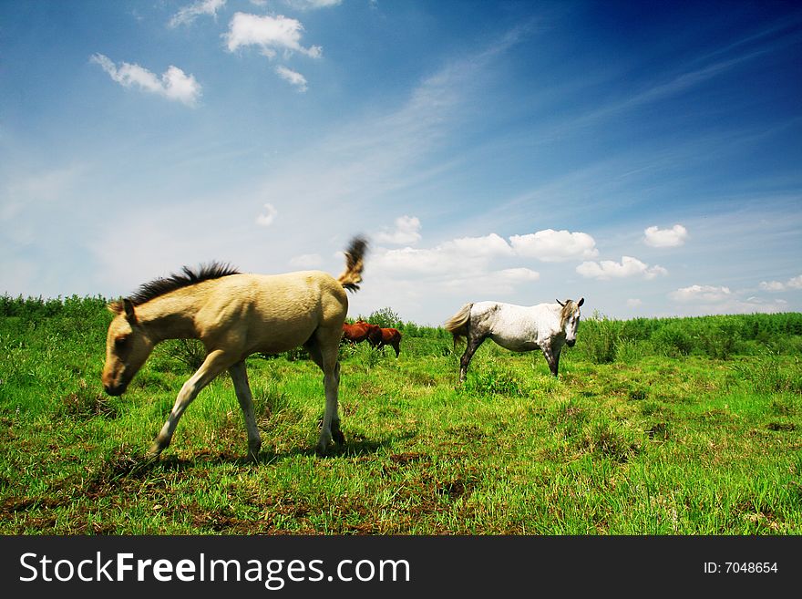 Landscape with mountain grassland and grazing horse in bashang ,hebei ,china. Landscape with mountain grassland and grazing horse in bashang ,hebei ,china