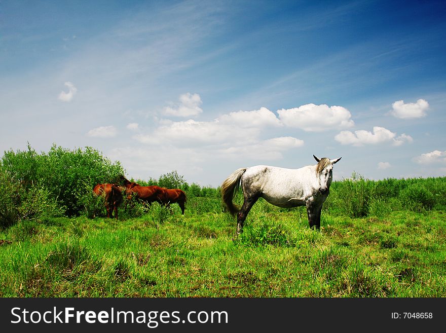 Landscape with mountain grassland and grazing horse in bashang ,hebei ,china. Landscape with mountain grassland and grazing horse in bashang ,hebei ,china