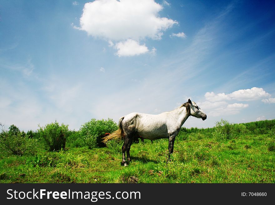 horse in grassland in bashang ,hebei ,china