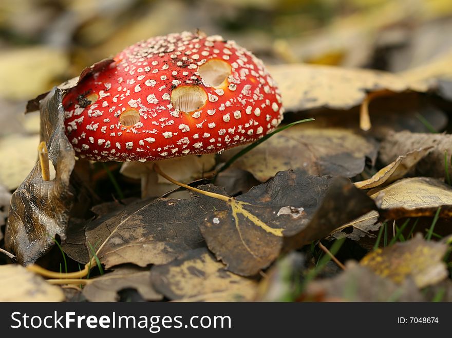 Autumn Scene: Toadstool Covered With Leafs