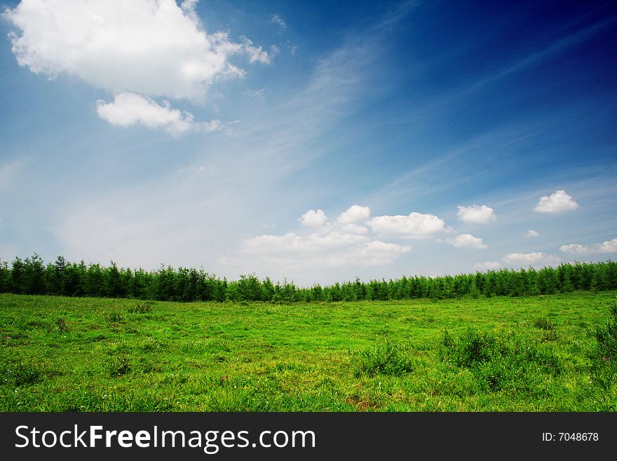 Grassland in bashang,hebei,china