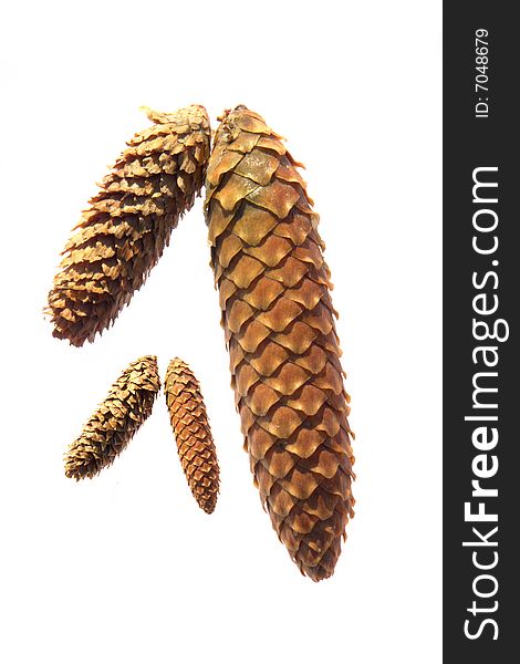 Fir-cone on a white background