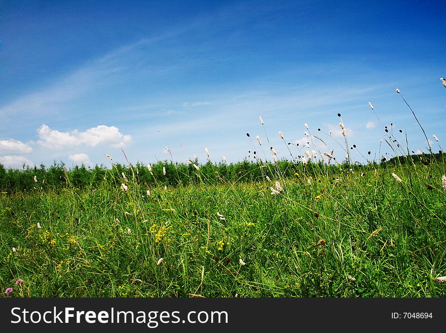 Grassland in bashang,hebei,china