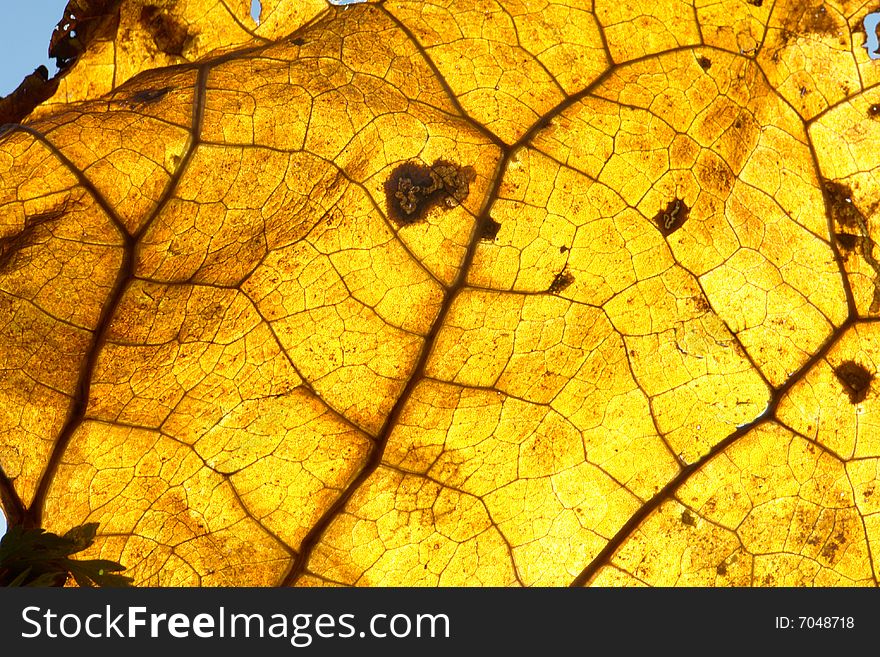 Yellow leaf on a blue background