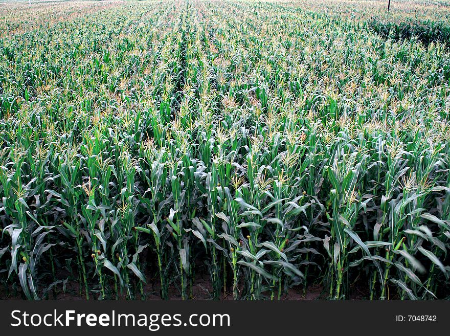 Corn row field  in summer. Corn row field  in summer