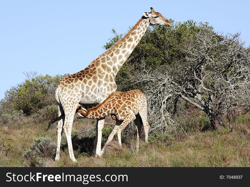 This small giraffe was eating from her mom. This small giraffe was eating from her mom