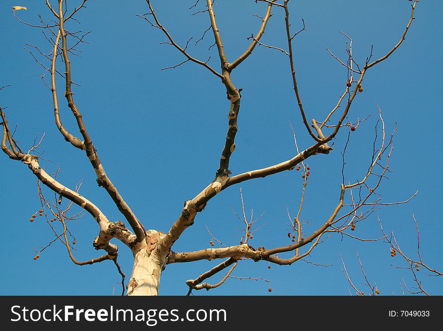 Bare tree trunk with blue sky