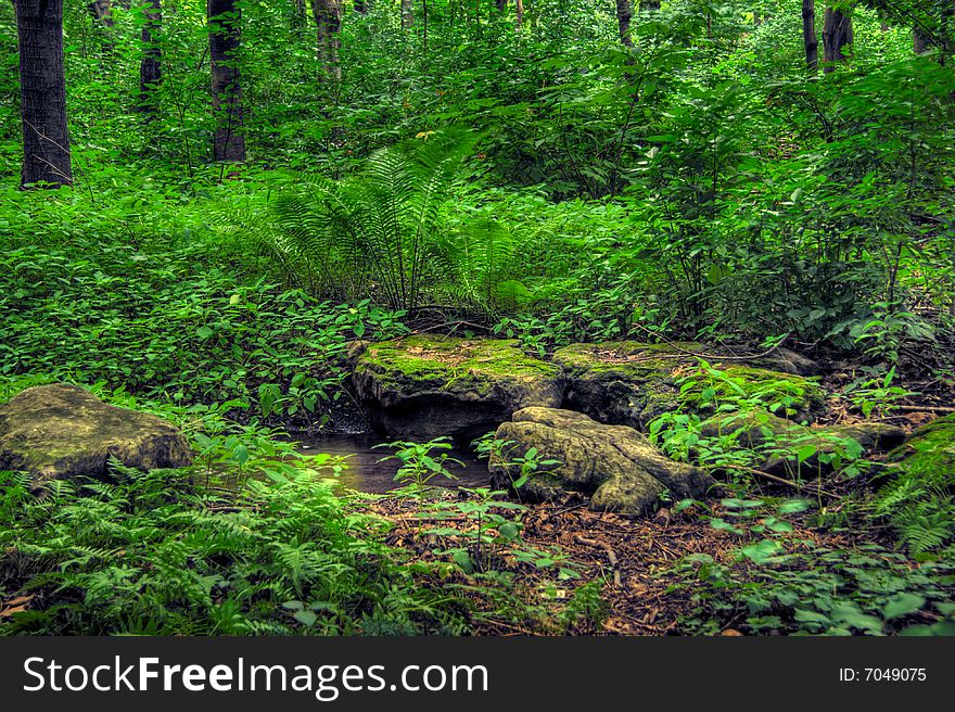 Inside a deciduous forest. HDR image created by combining three different exposures.