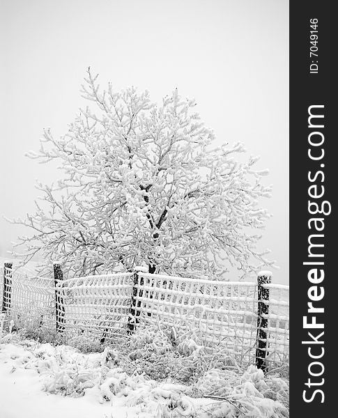 Snowy tree and fence in winter