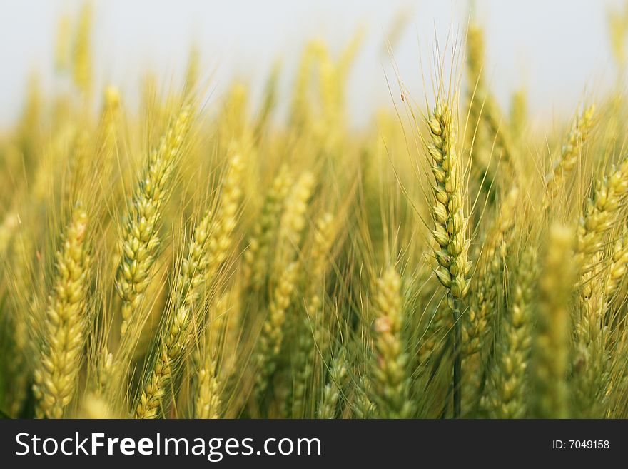 A closeup of stalks of golden wheat in a field. A closeup of stalks of golden wheat in a field