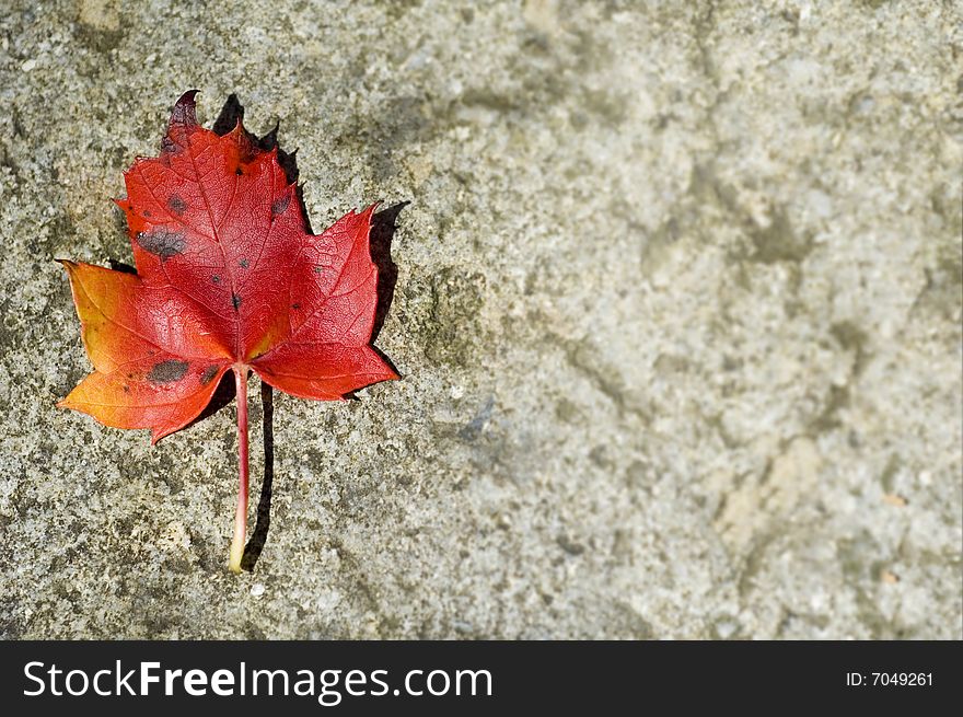 Single red maple leaf with lots of copy space. Single red maple leaf with lots of copy space