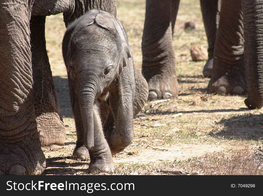 Calf elephant walking along mom