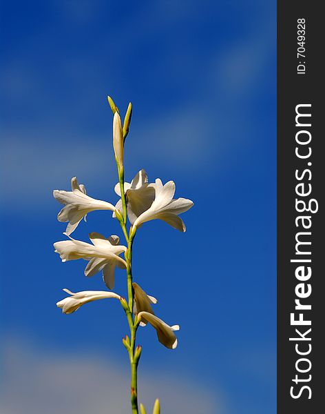A gentle white flower with sky as background