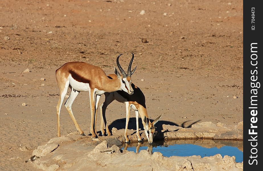African Wildlife: Springbok antelope