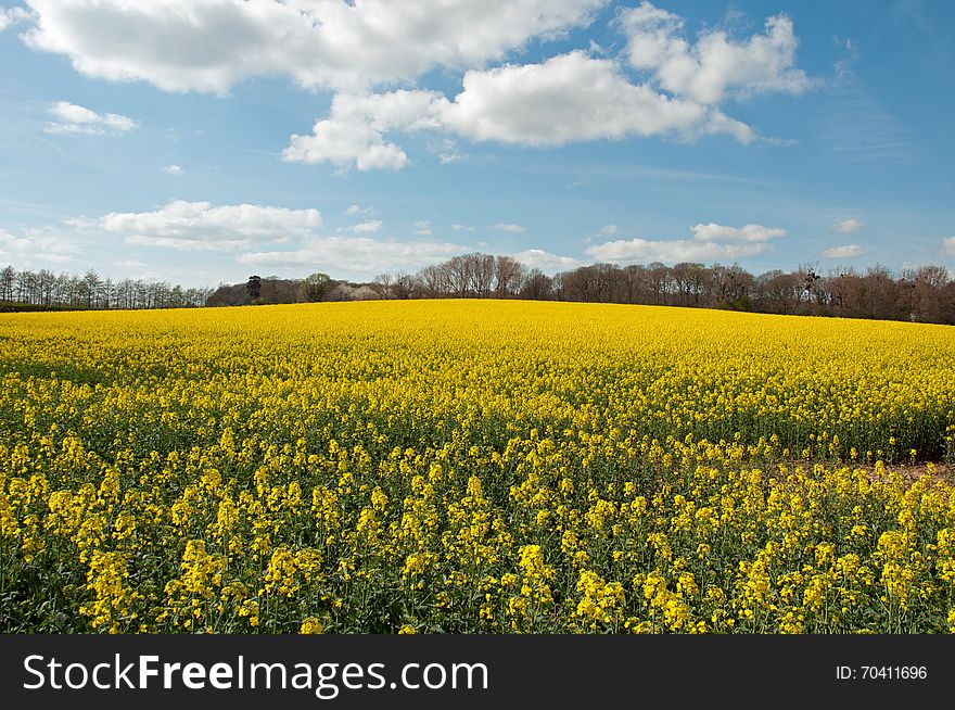 Canola Crops In The Countryside Of England.