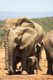 Small Meduim And Large Elephants Royalty Free Stock Images Small Meduim And Large Elephants Royalty Free Stock Images