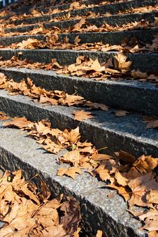 Autumn Step Royalty Free Stock Images